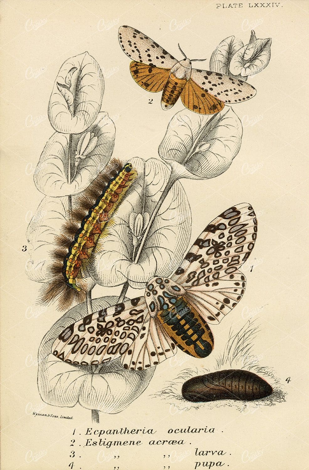 Vintage Coloured Print Of Moths - 1896 Lloyd's Natural History