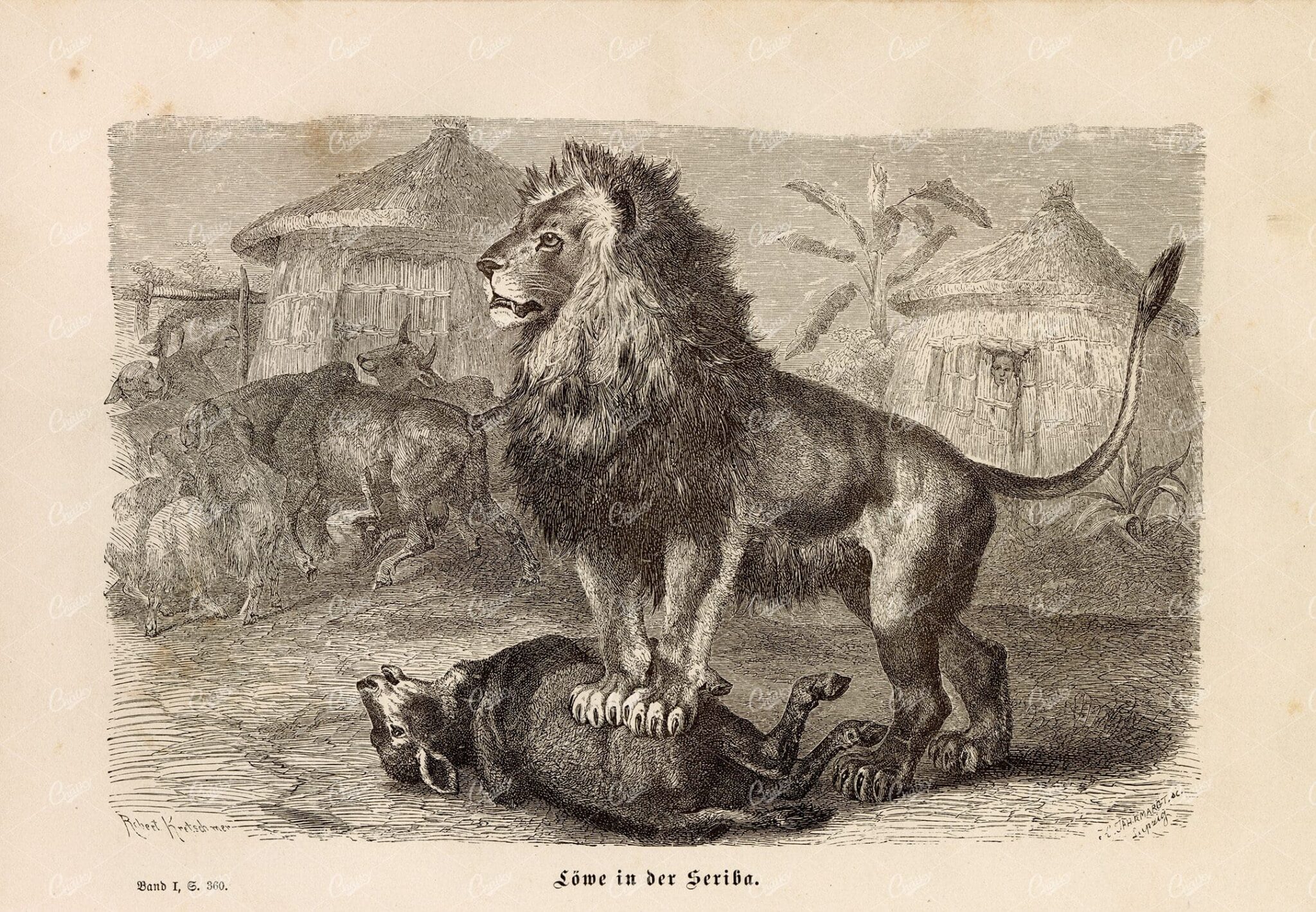 LION and his Kill - Antique German Wildlife Print 1877