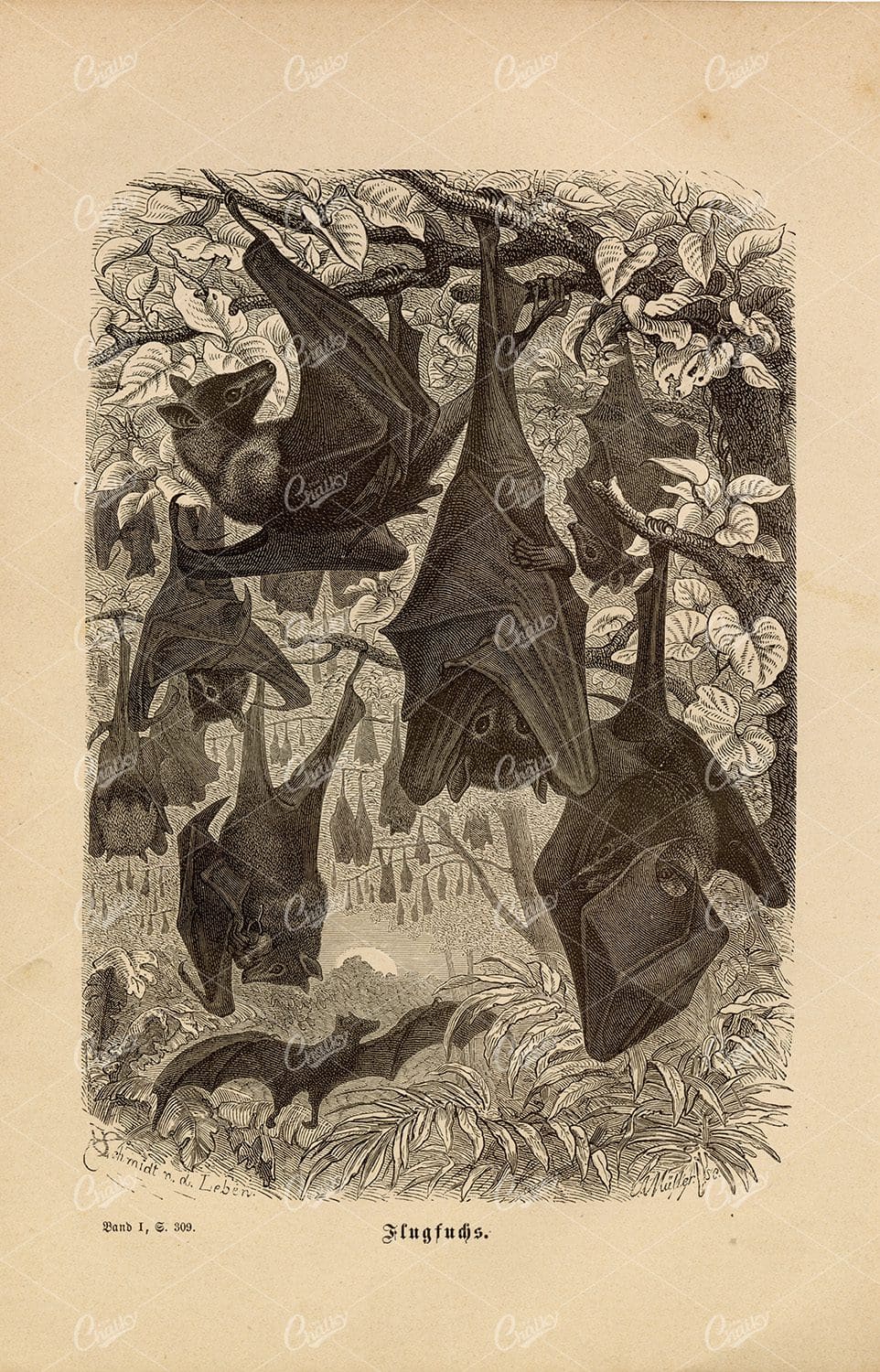 FRUIT BATS Roosting - Antique German Animal Print 1877