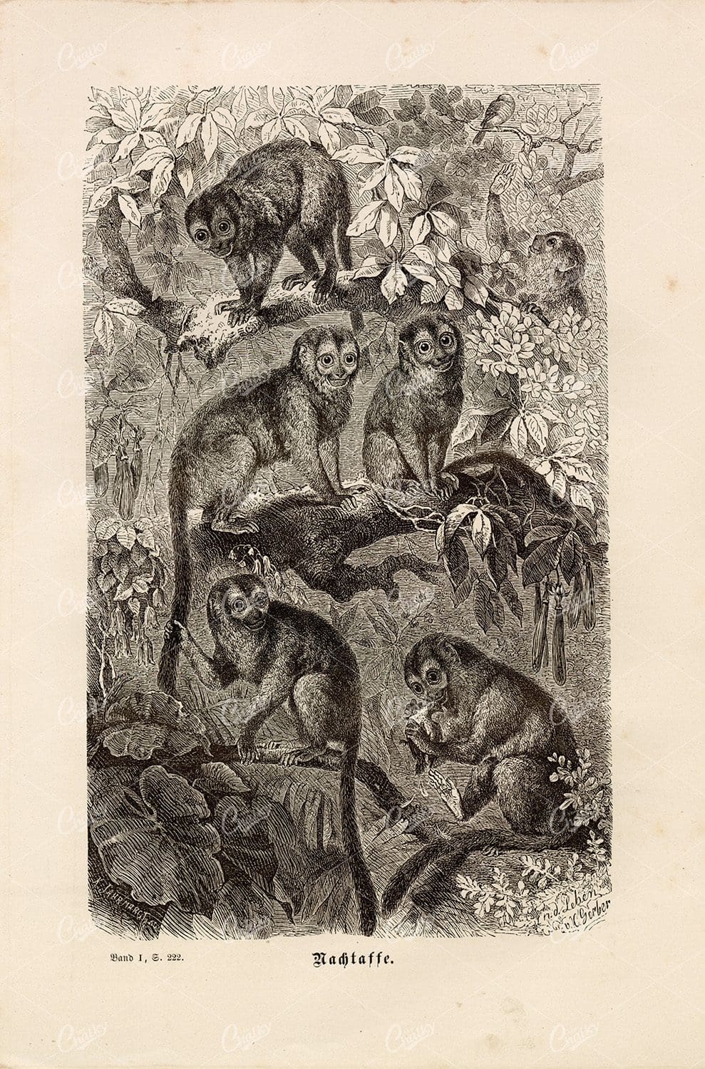 NIGHT MONKEYS (three striped owl monkeys)- Vintage 1877 Print