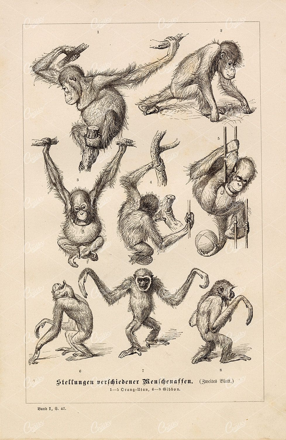 ANTIQUE German Monkey Print - Orangutan and Spider Monkey