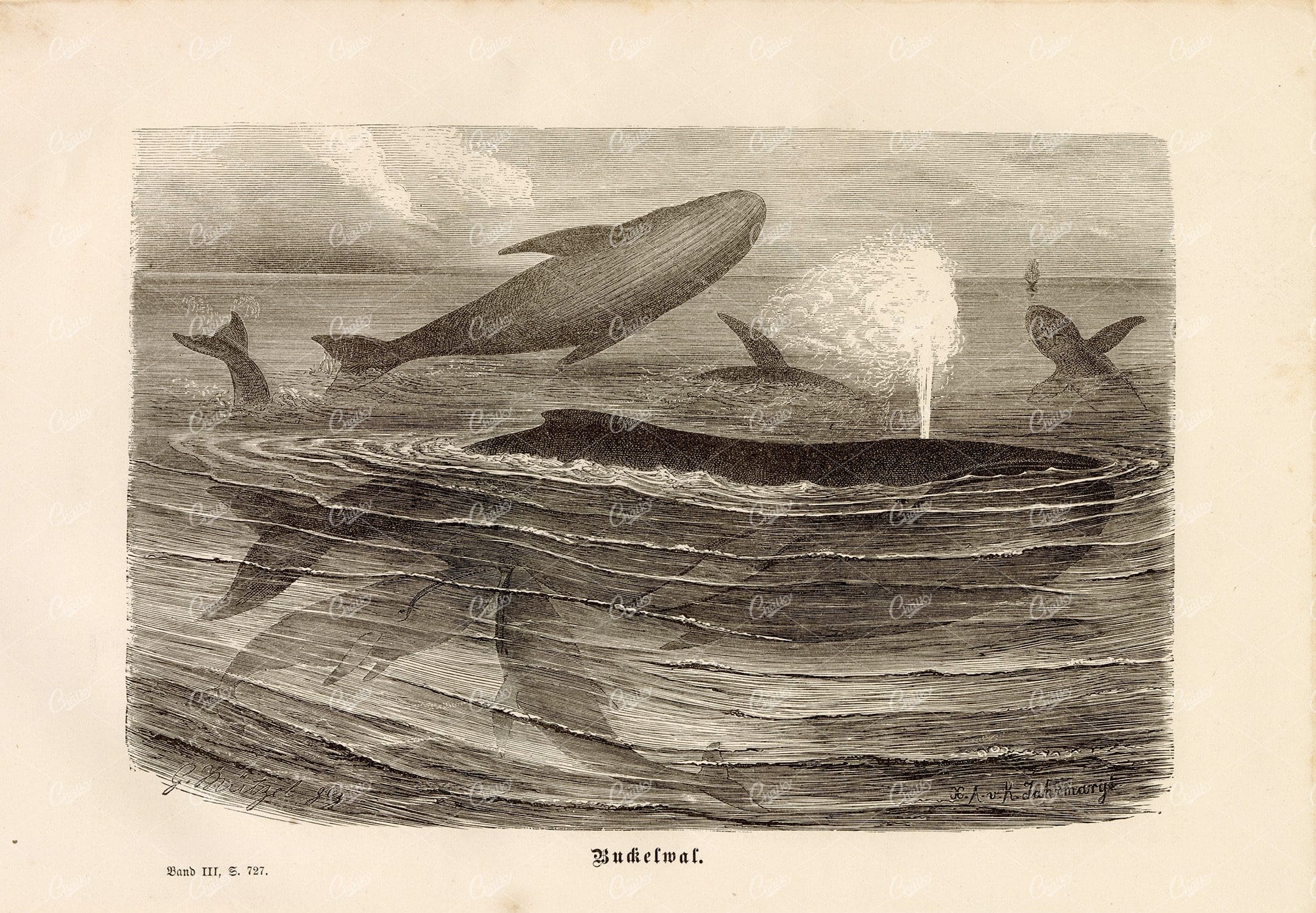 HUMPBACK WHALE - Brehm's Life of Animals Vintage Print 1877