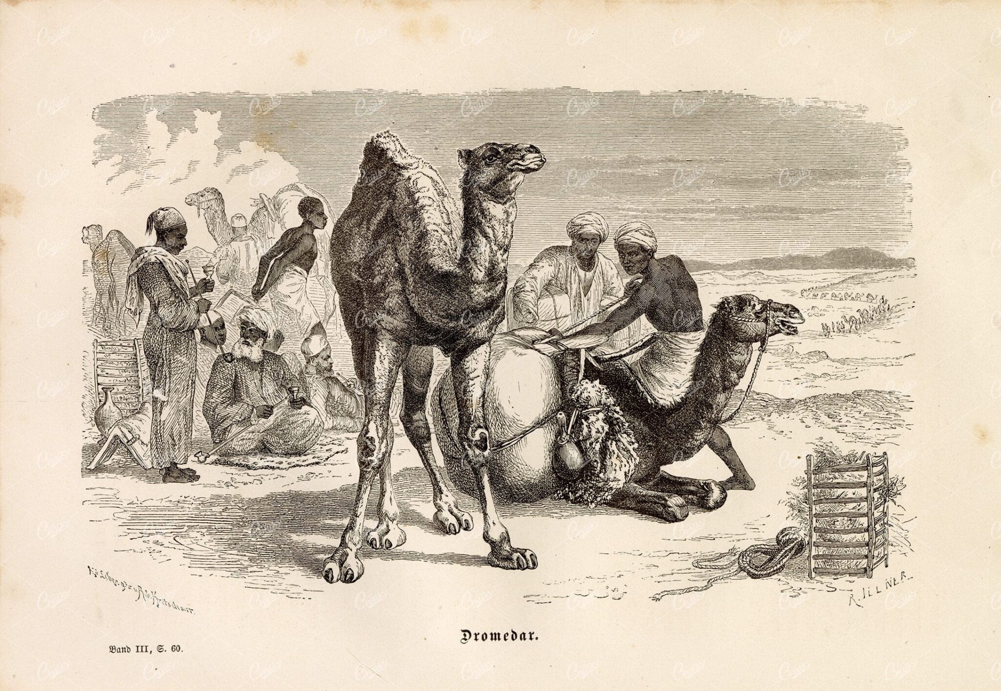 VINTAGE 1877 Dromedary (One Humped Camel) 1877