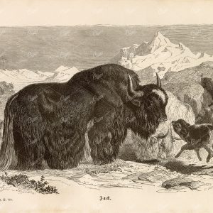 YAK - Antique Wildlife Print Brehm's Life of Animals - 1877