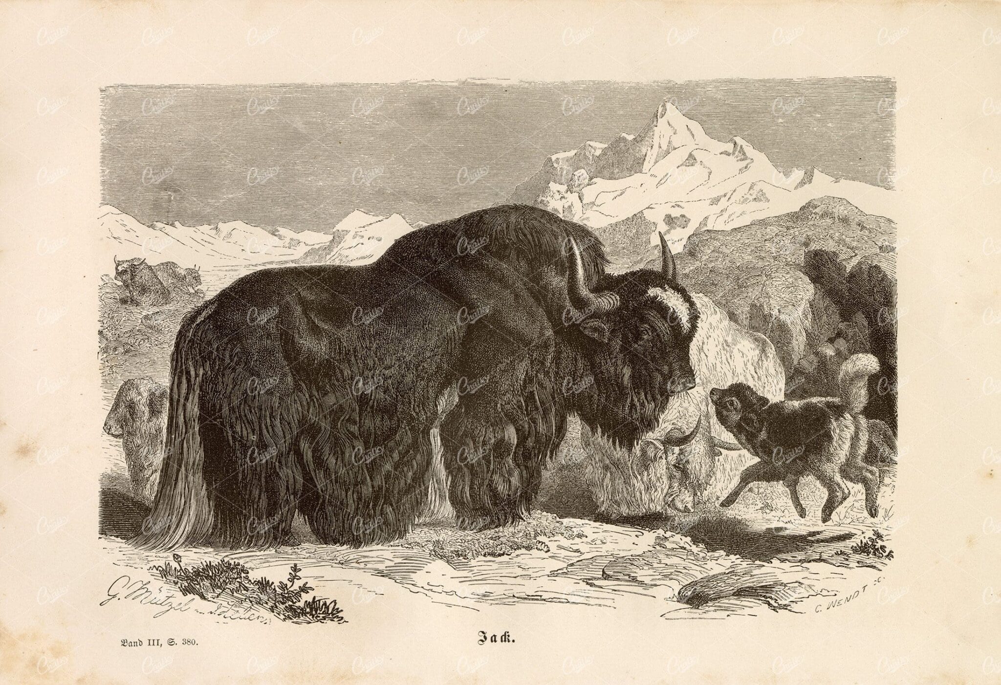 YAK - Antique Wildlife Print Brehm's Life of Animals - 1877