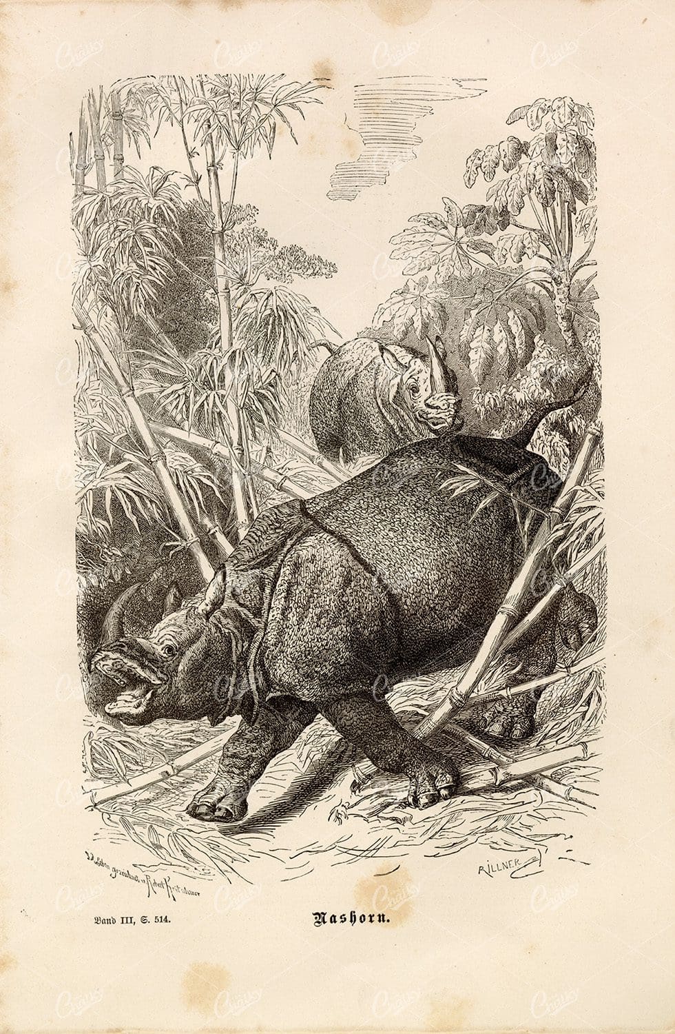 RHINO - Vintage German Animal print - 1877