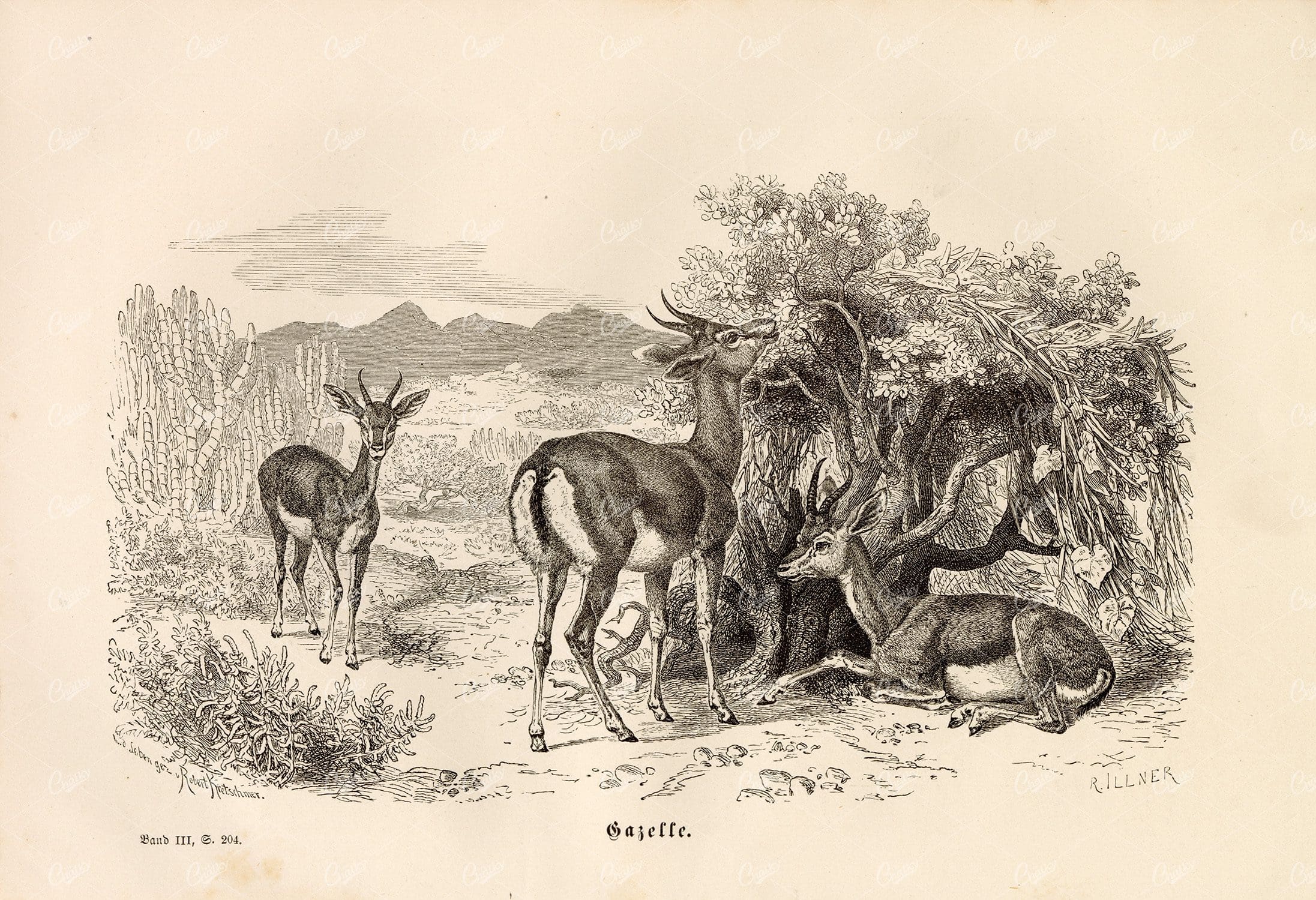 GAZELLE - Beautiful Antique Animal Print - 1877