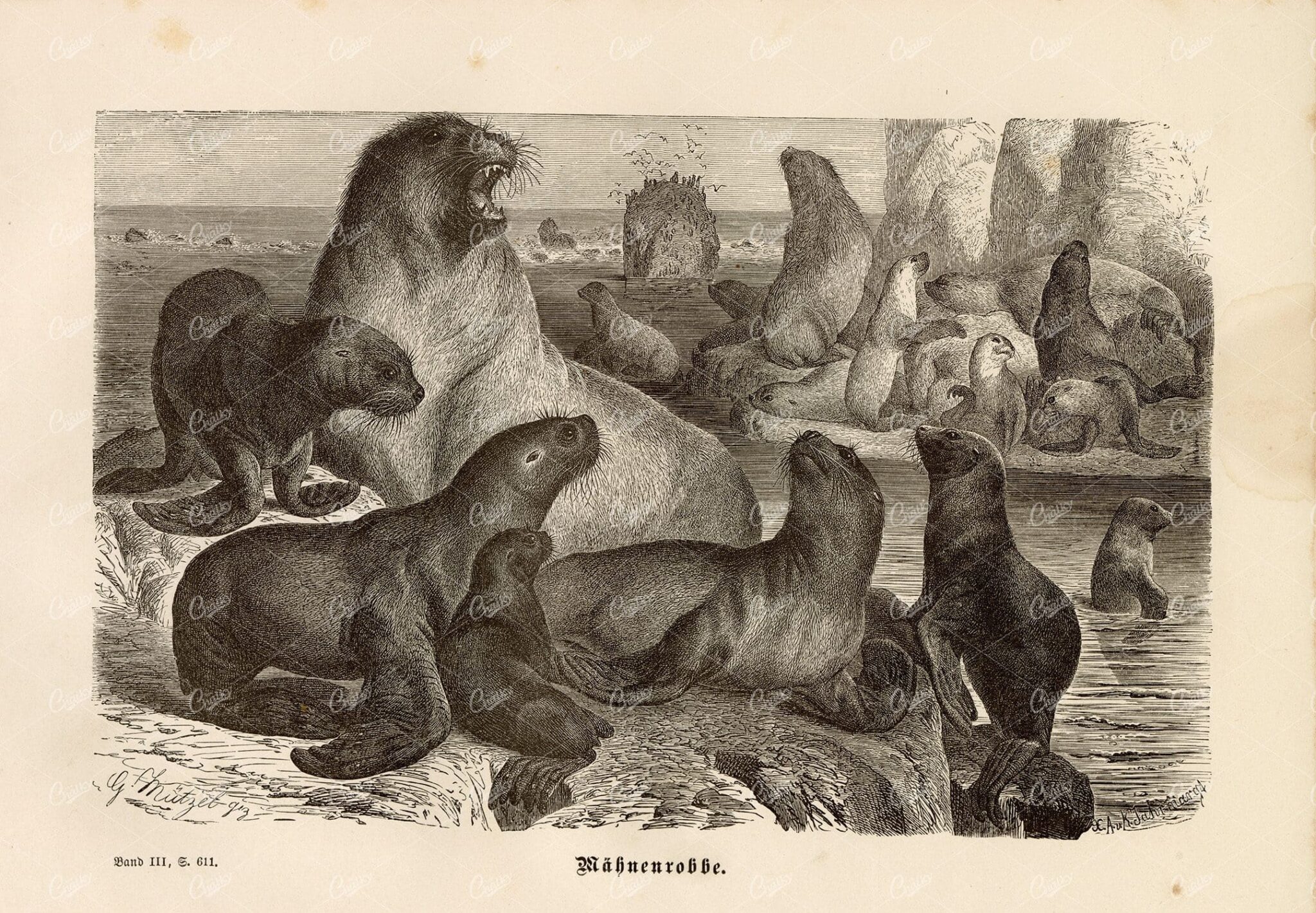 MANED SEAL - Vintage German Animal Print - 1877