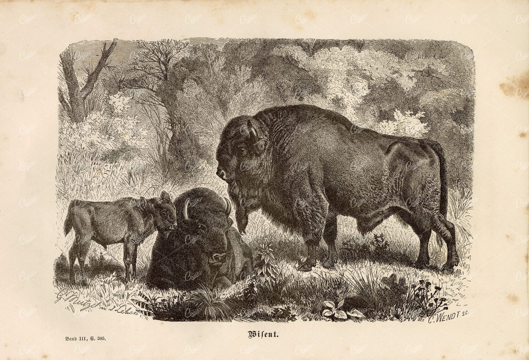 ANTIQUE Wildlife Print - BIson's - Vintage 1877