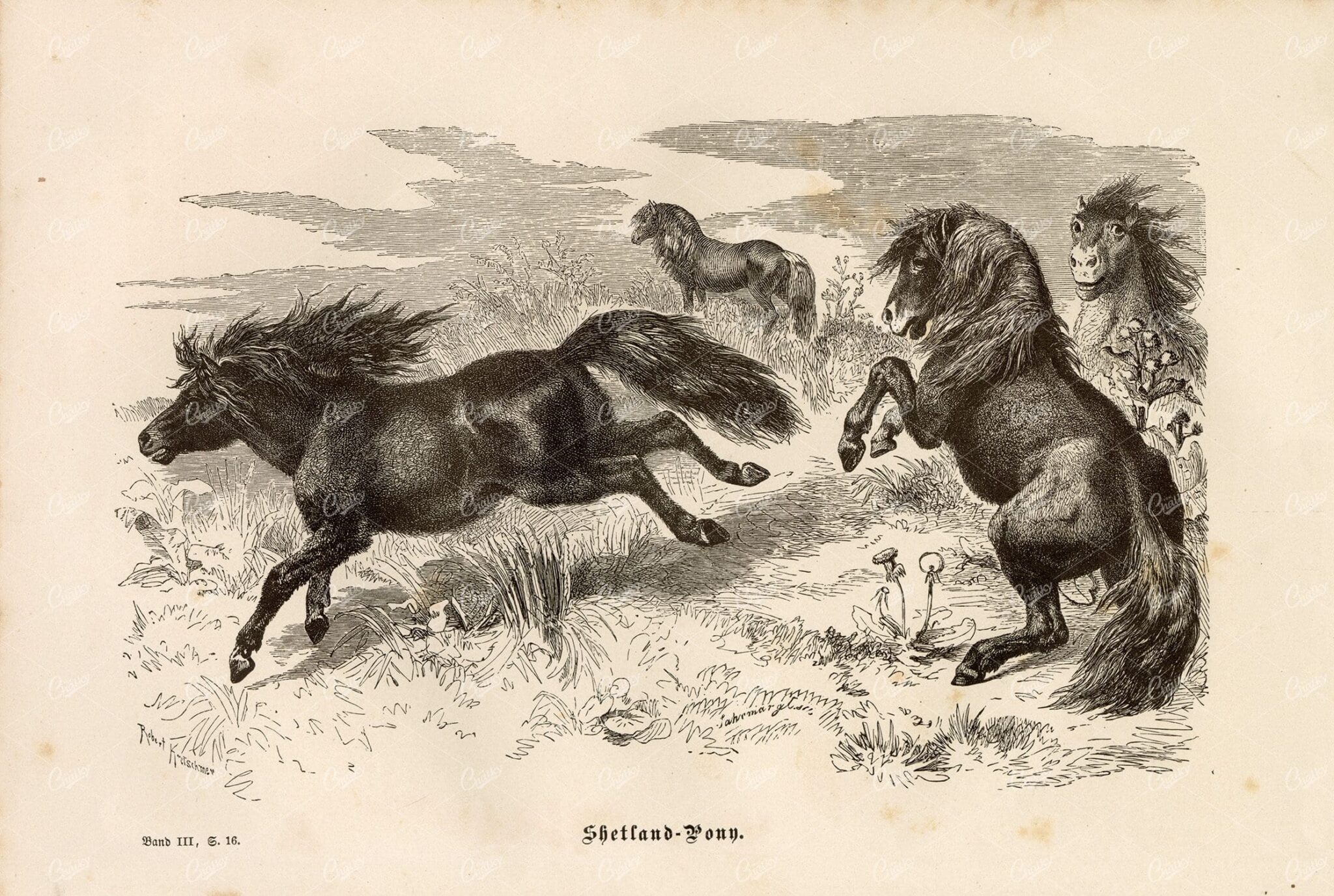 SHETLAND PONIES - Vintage German Animal Print