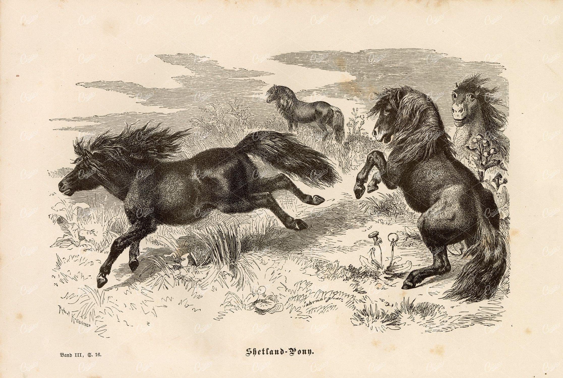SHETLAND PONIES - Vintage German Animal Print
