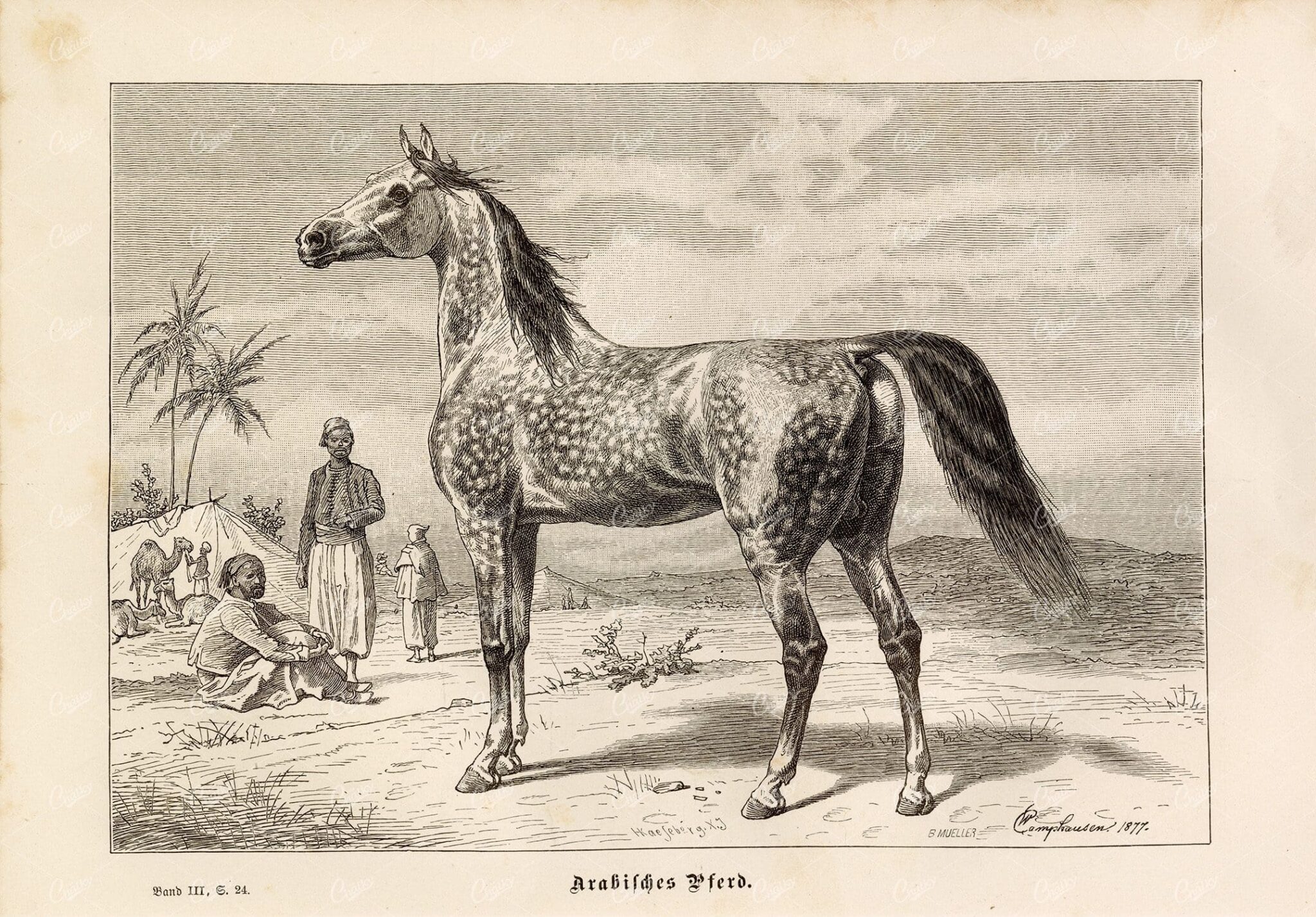 ARABIAN HORSE - Antique German 1877 Print