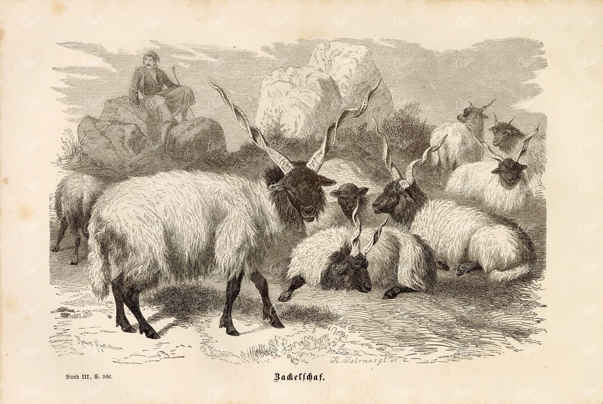 RACKA SHEEP - Vintage German Animal Print