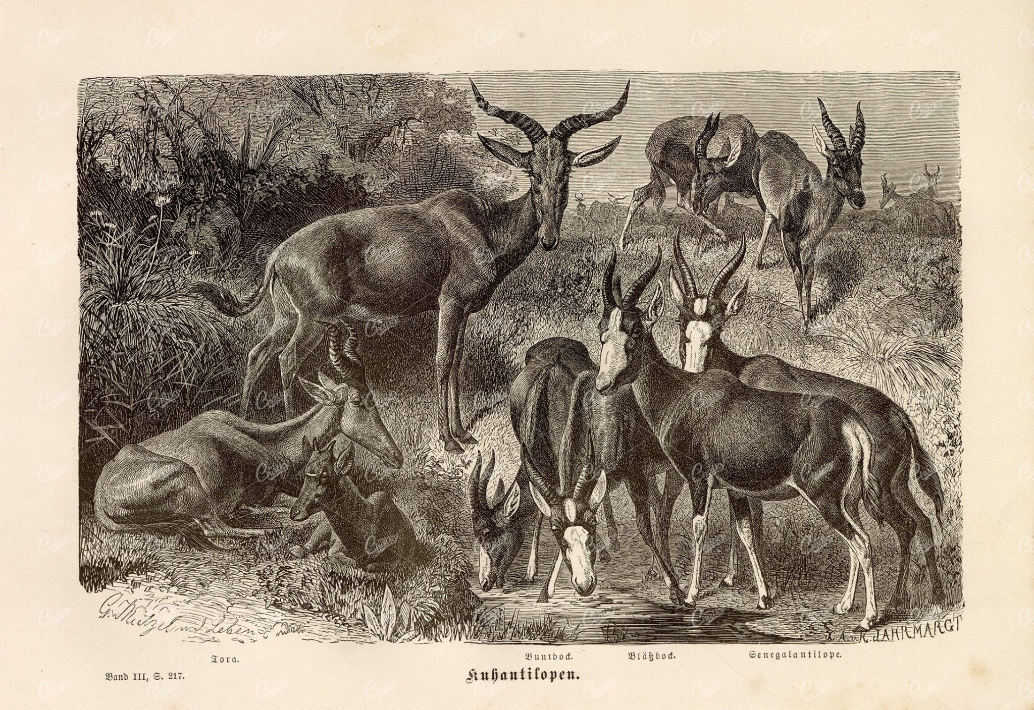 ANTIQUE 1877 Antelope by a Watering Hole Wildlife Print