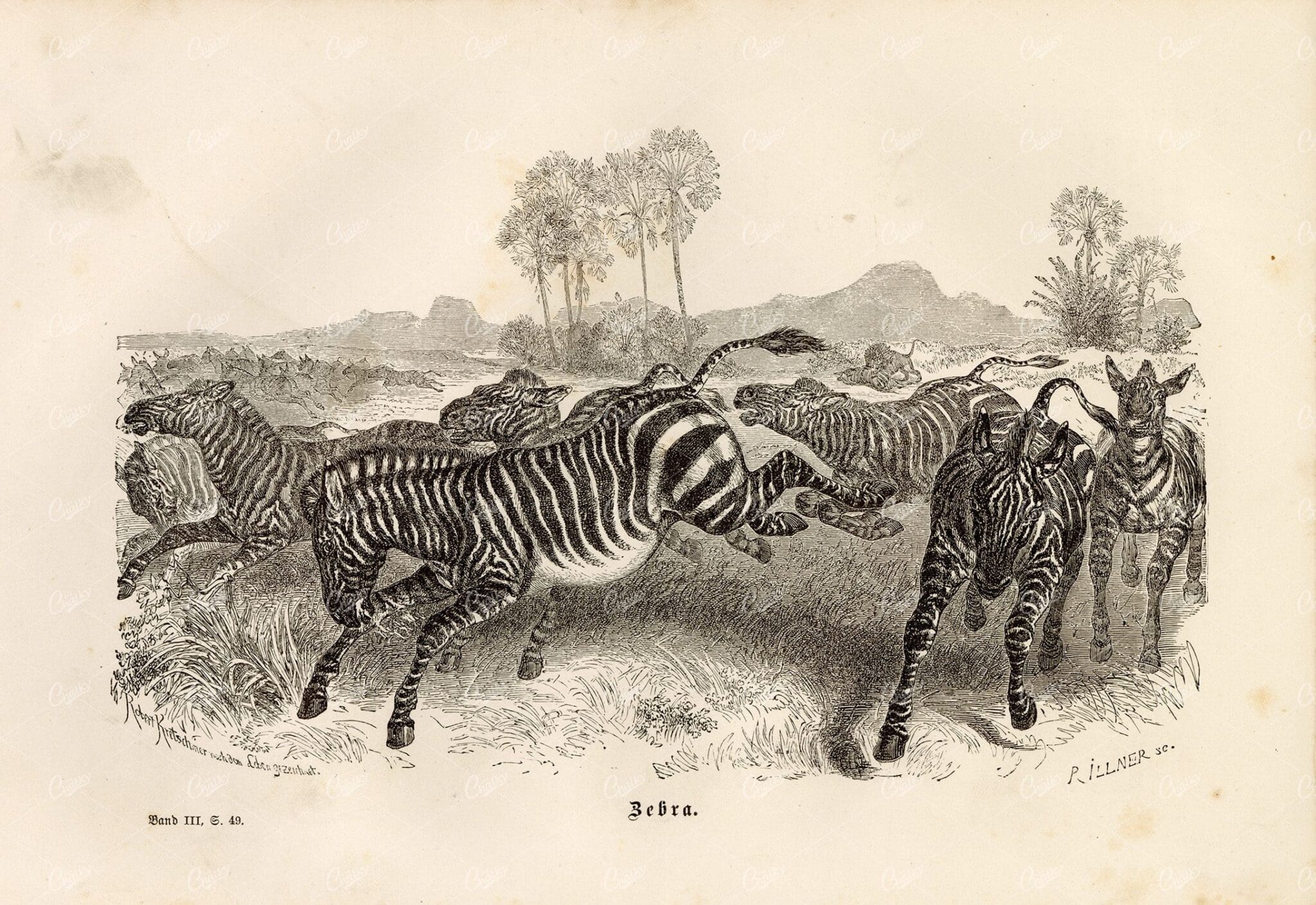 ZEBRA - 1877 Vintage Print - Antique Wildlife Print