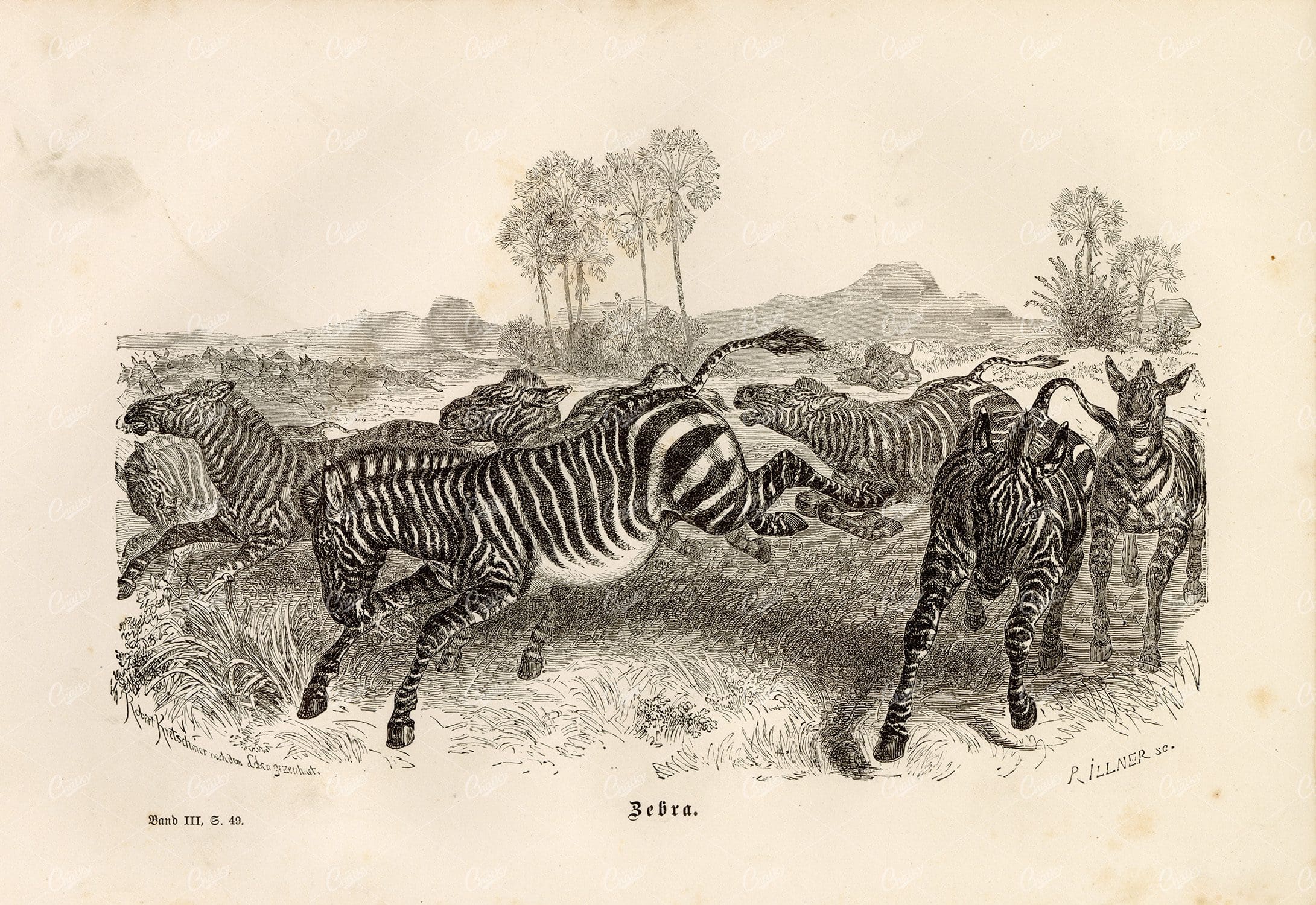 ZEBRA - 1877 Vintage Print - Antique Wildlife Print