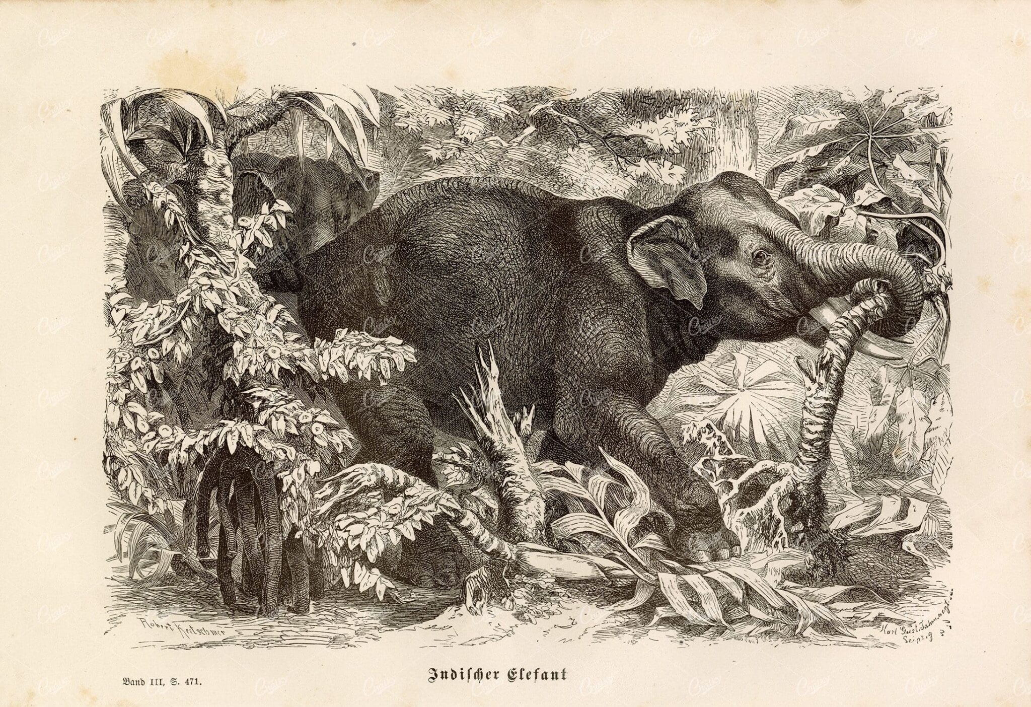 INDIAN ELEPHANT - German Antique Wildlife Print 1877