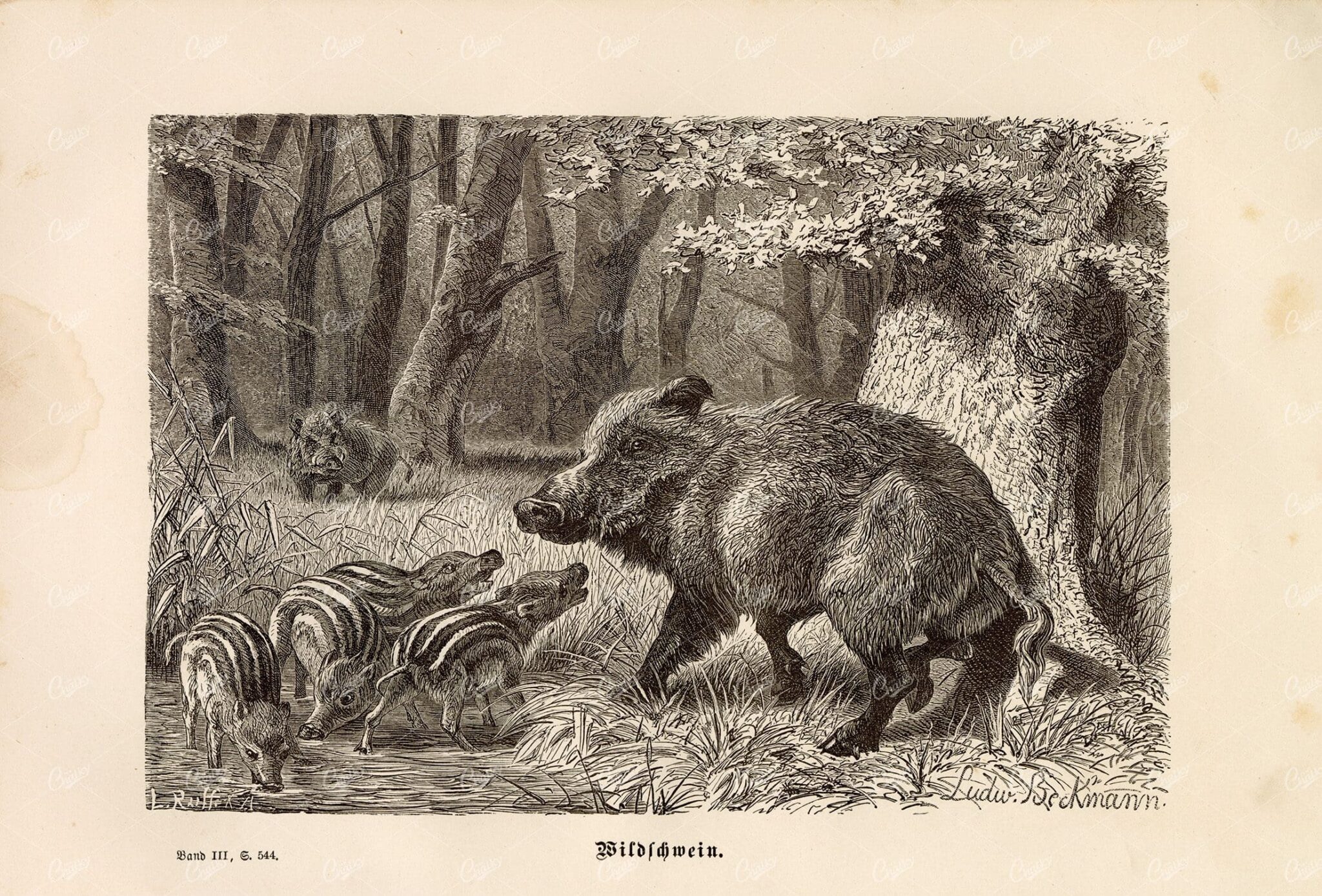 WILD BOAR and Piglets - Vintage Wildlife 1877 Print