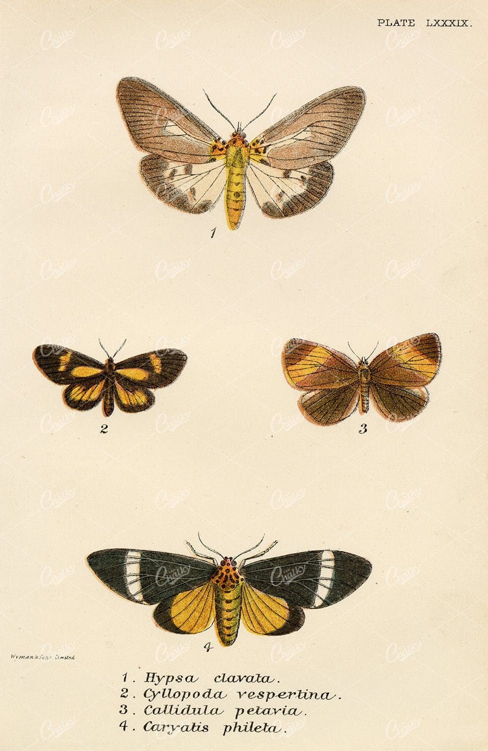 Antique Coloured Print Of Various Moth Species - 1896
