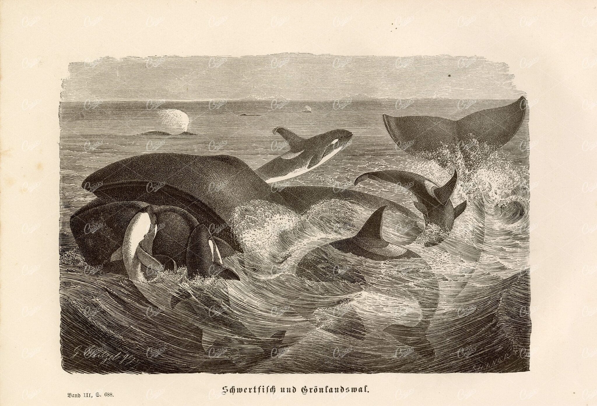 VINTAGE 1877 Print - Orca Attacking a Larger Whale