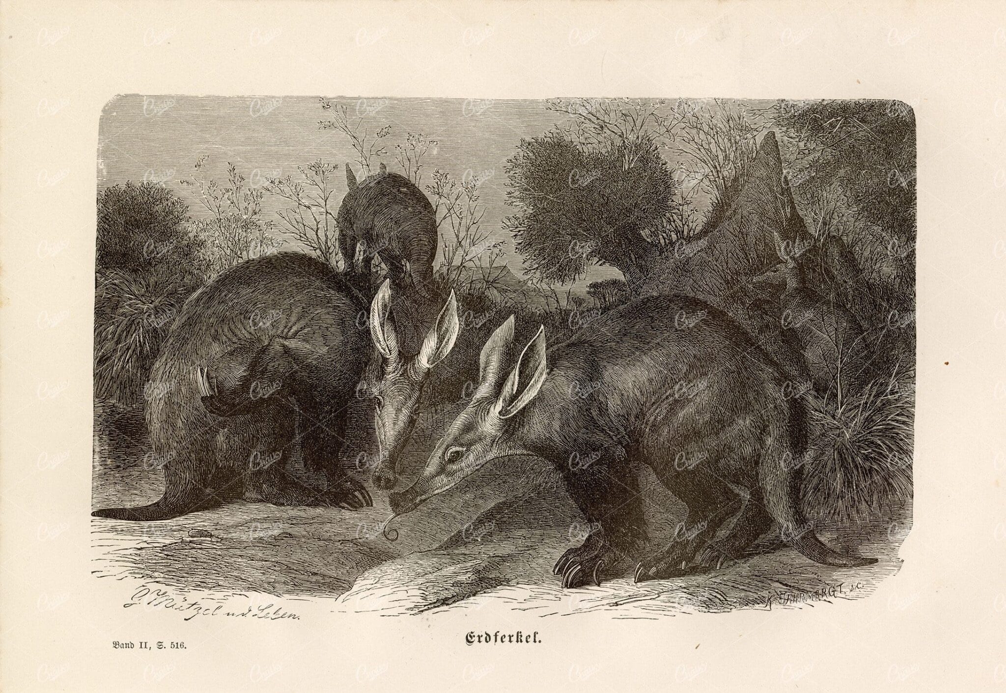 AARDVARKS - Rare 1877 German Wildlife Print