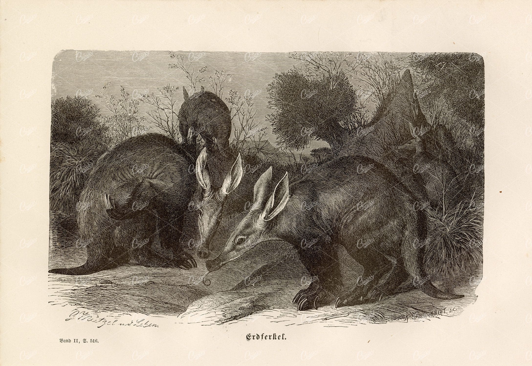 AARDVARKS - Rare 1877 German Wildlife Print