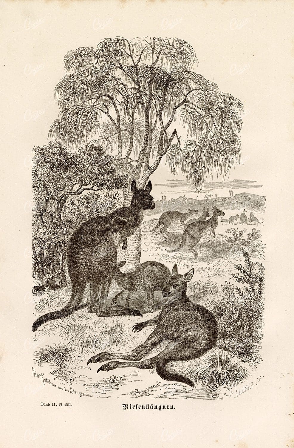 KANGAROOS - Vintage German Wildlife Print 1877