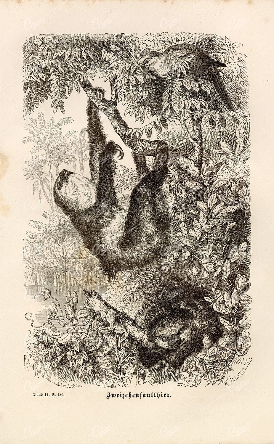 ANTIQUE 1877 Print - Three Toed Sloth - Vintage Wildlife Print