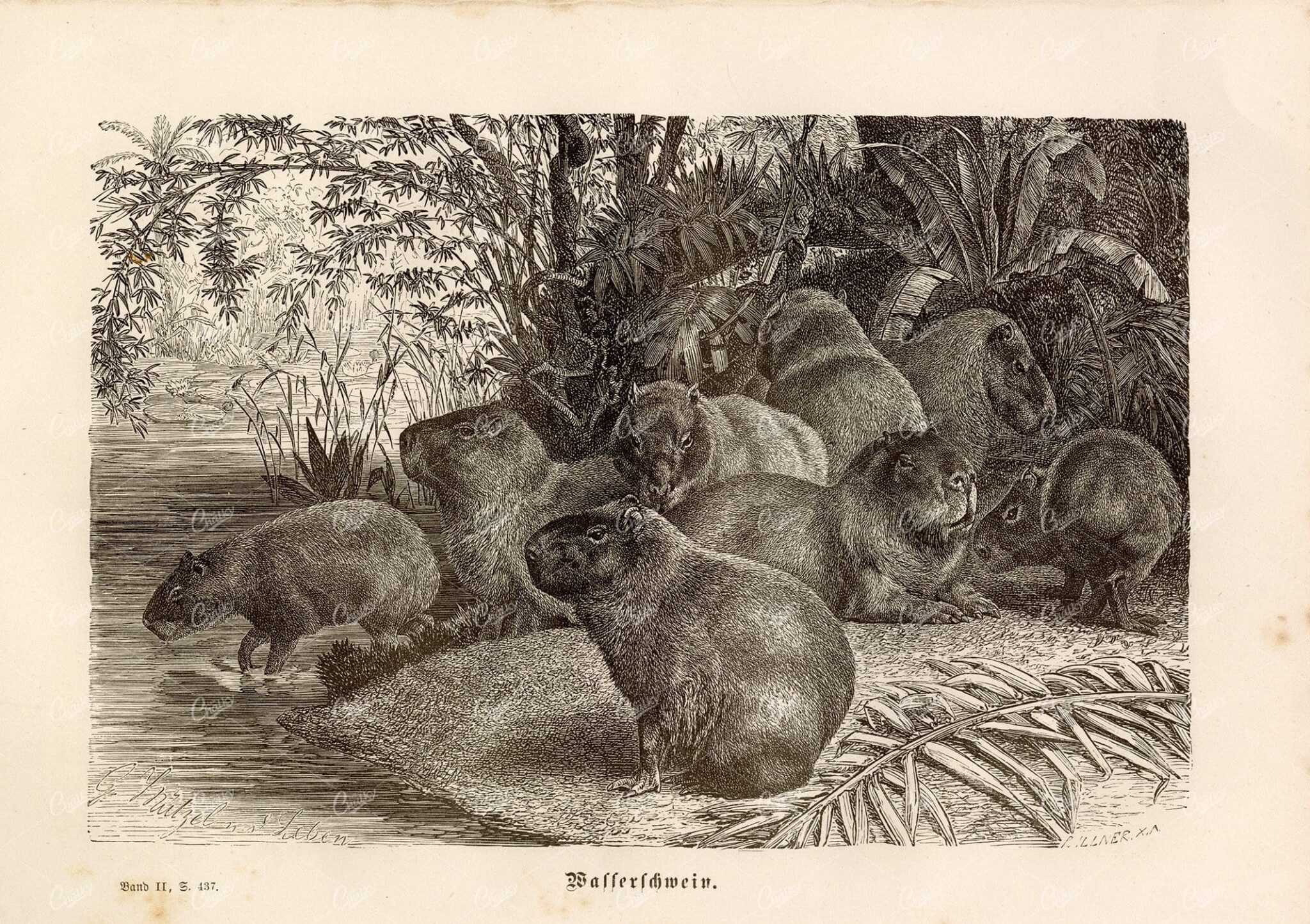 CAPYBARA - Beautiful Antique Wildlife Print 1877