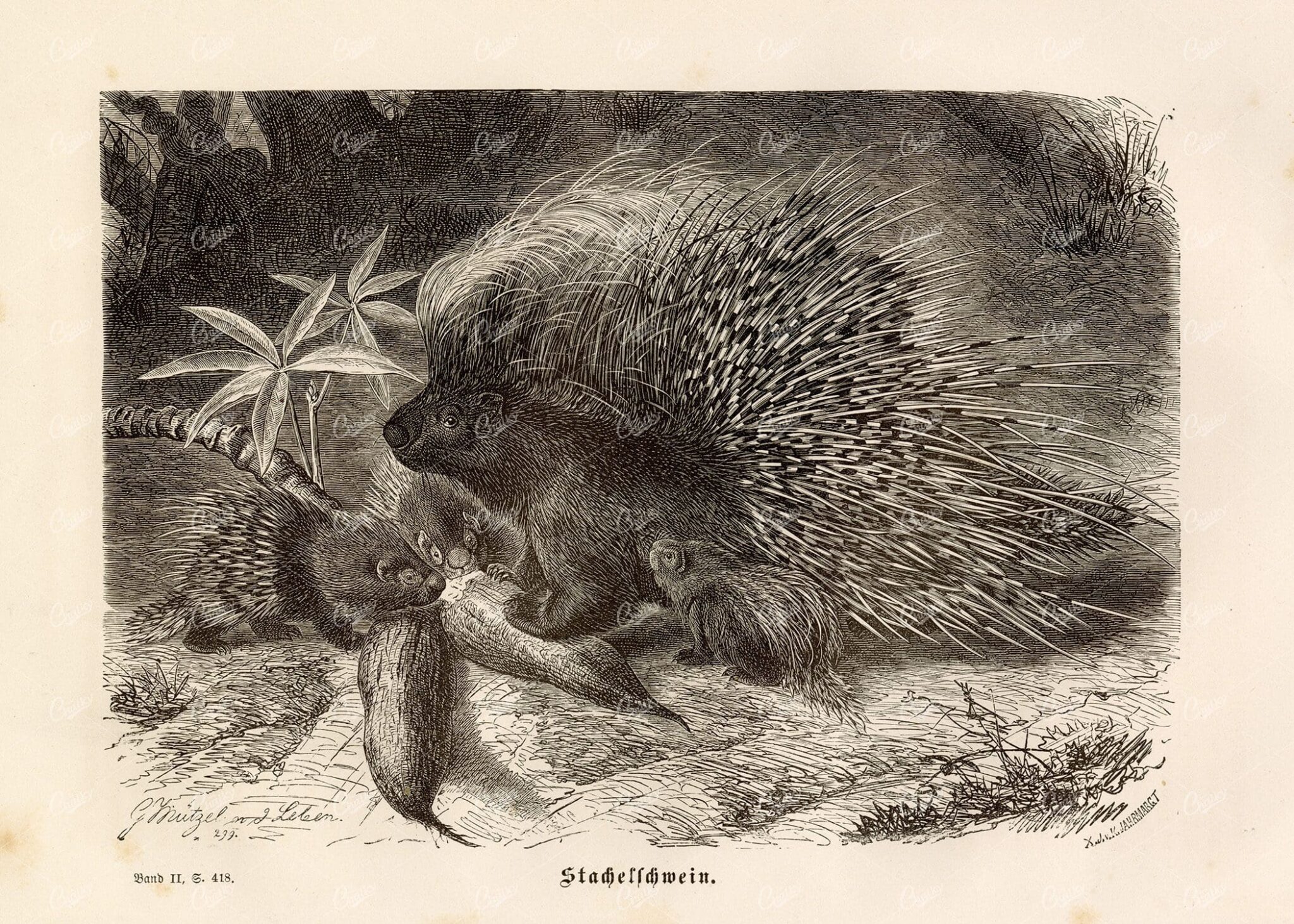 PORCUPINE Family - Vintage Wildlife Print 1877