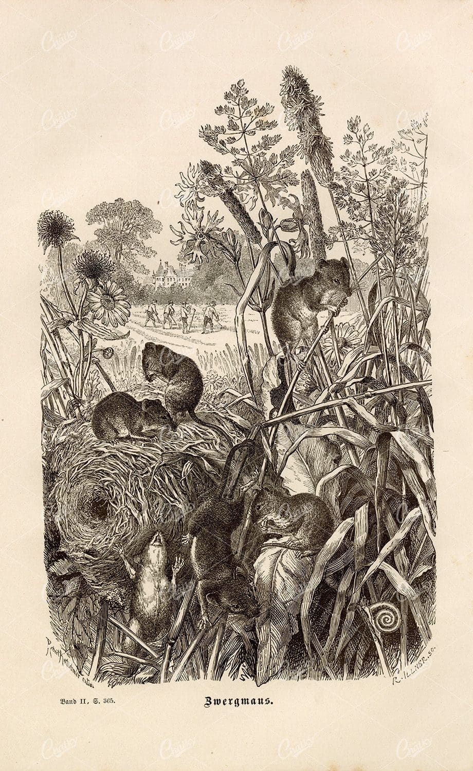 VINTAGE 1877 - Harvest Mice - Antique German Print