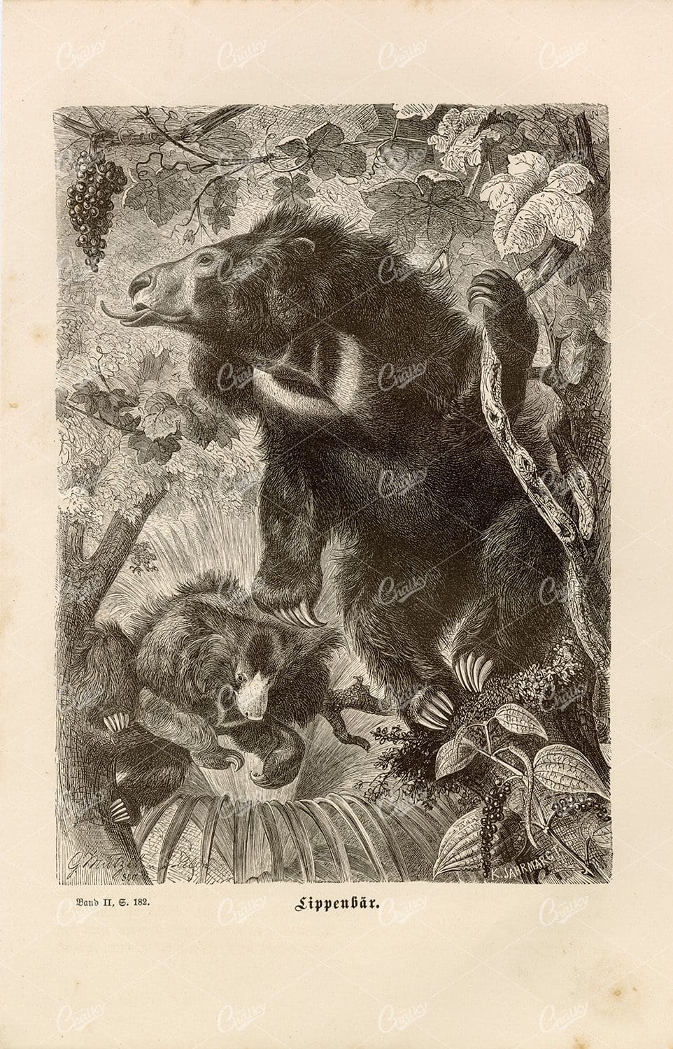 SUN BEAR - Antique 1877 German Wildlife Print