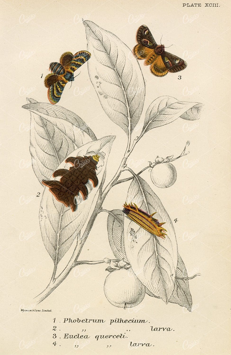 Vintage Coloured Moth and Larva Print - Lloyd's Natural History