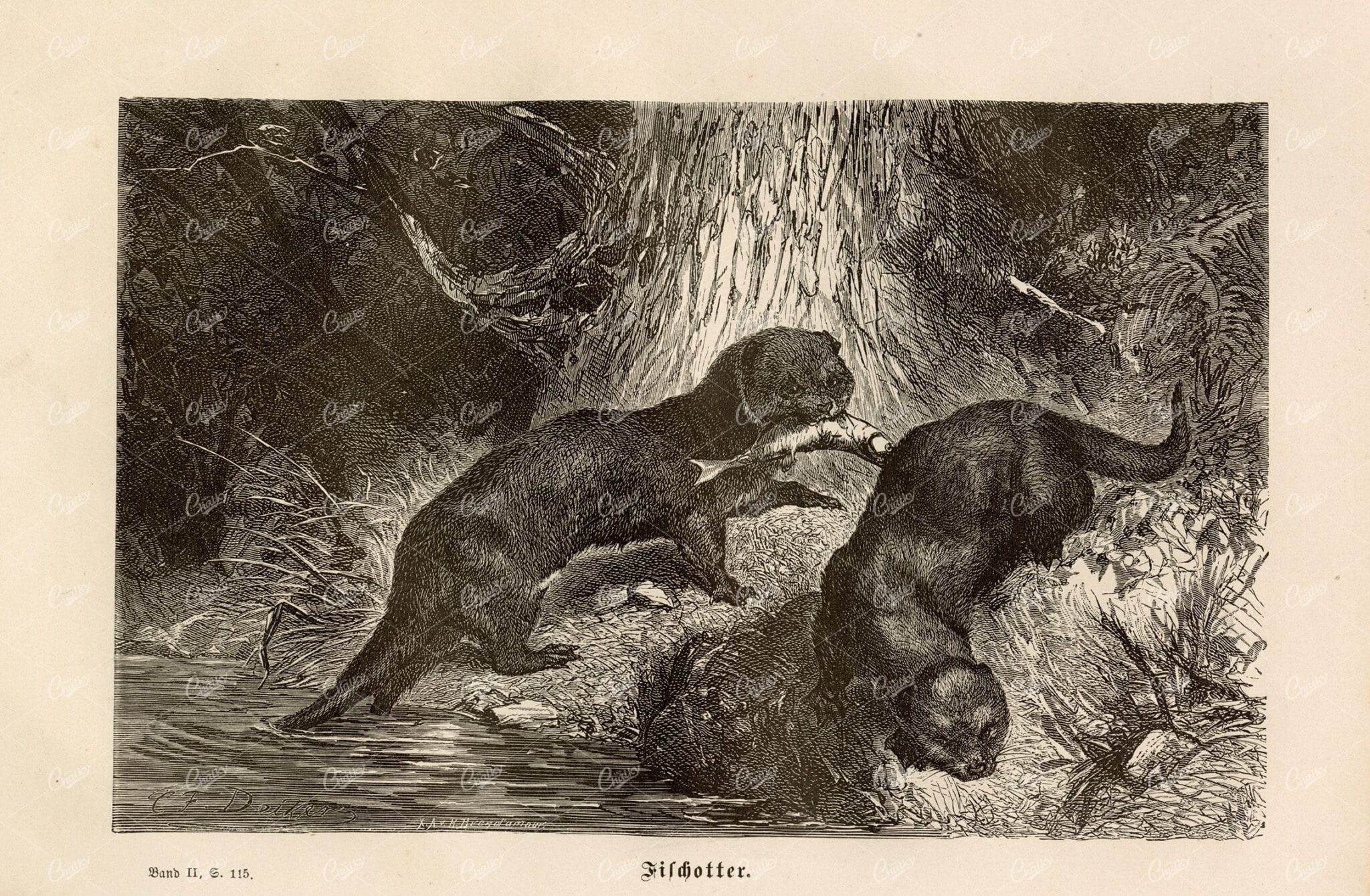 ANTIQUE Print - The Southern River Otter - Brehm's Life of Animals