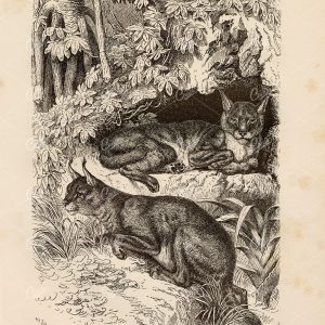 VINTAGE German Wildlife Print 1877 - Caracal