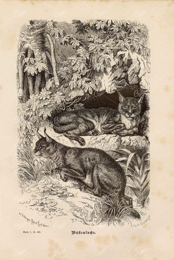 VINTAGE German Wildlife Print 1877 - Caracal