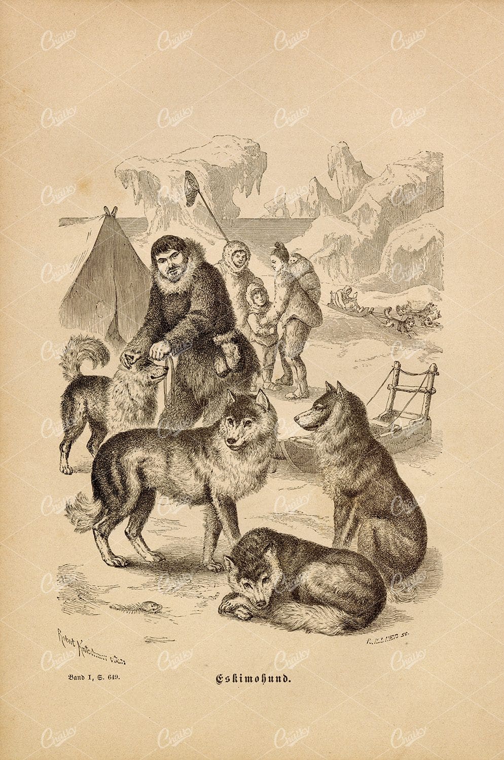 ANTIQUE German Animal Print - Eskimo Dog (Husky)