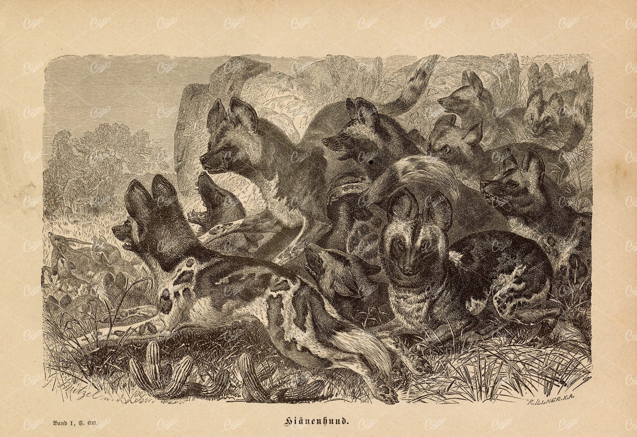 ANTIQUE Wildlife print - Wild Dogs - Vintage 1877