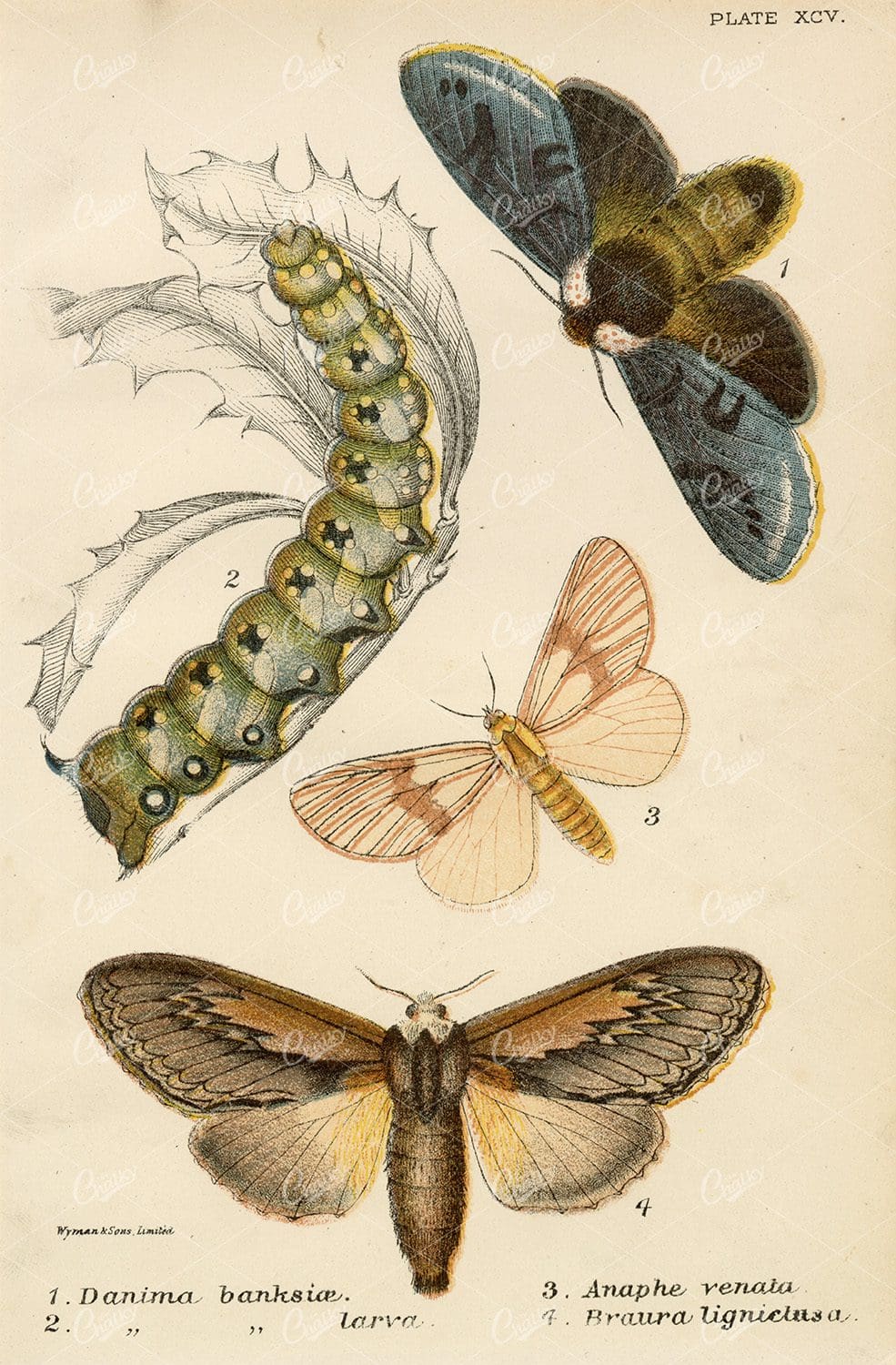 Vintage Coloured Moth and Larva Print - Lloyd's Natural History