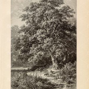 ANTIQUE Print 1877 - A View Of Clear Oak Forest