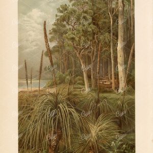 ANTIQUE Coloured Print - Eucalyptus Forest in Western Australia