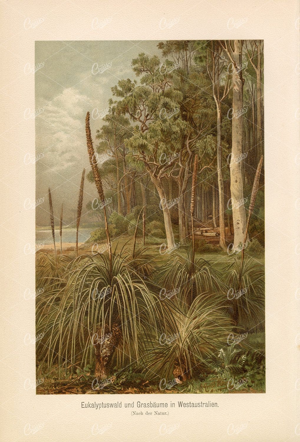 ANTIQUE Coloured Print - Eucalyptus Forest in Western Australia