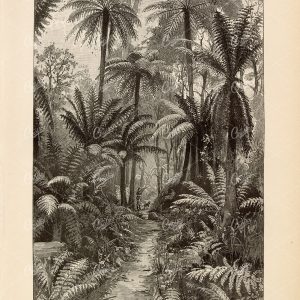ANTIQUE 1877 Print - Fern Forest in Victoria