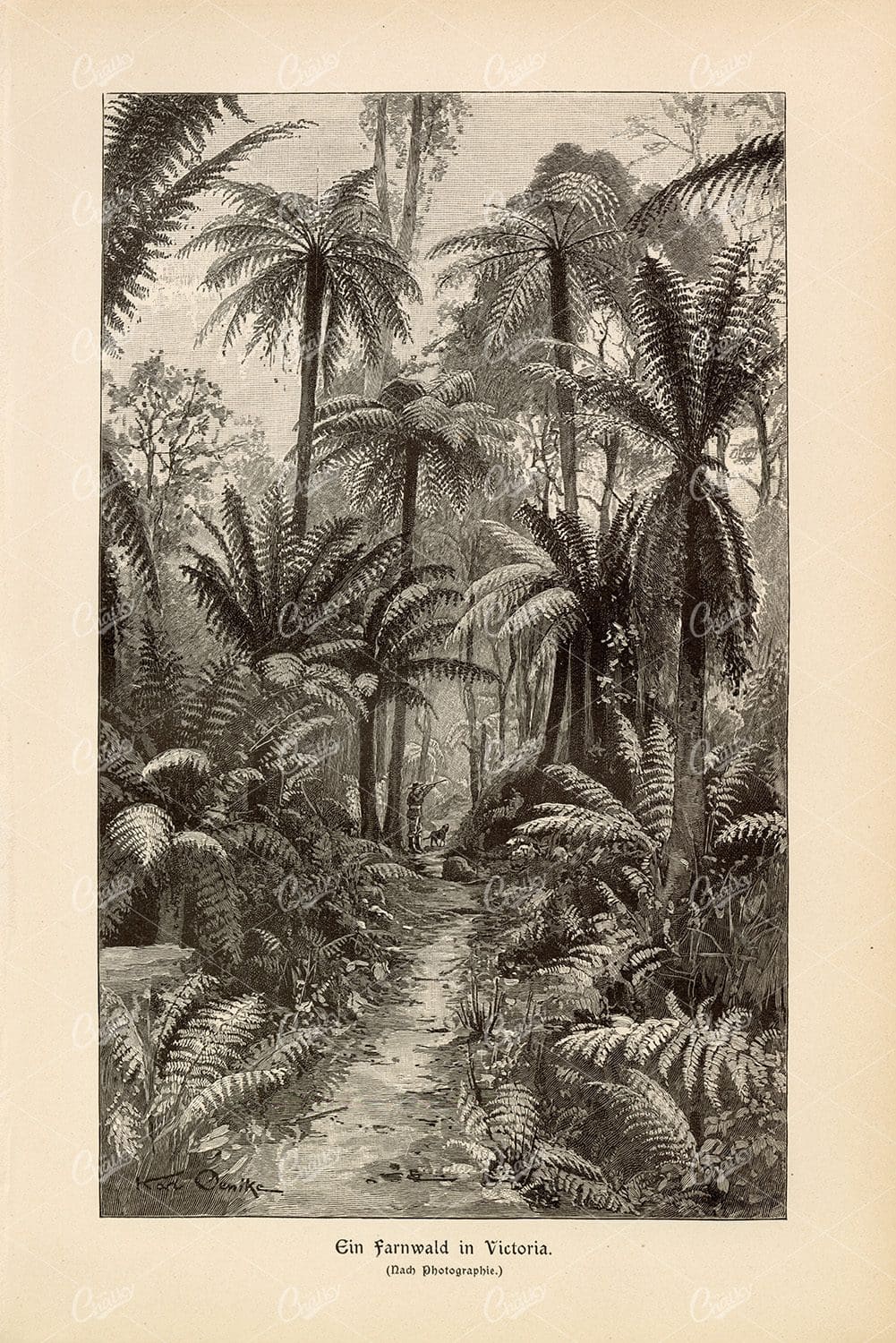 ANTIQUE 1877 Print - Fern Forest in Victoria
