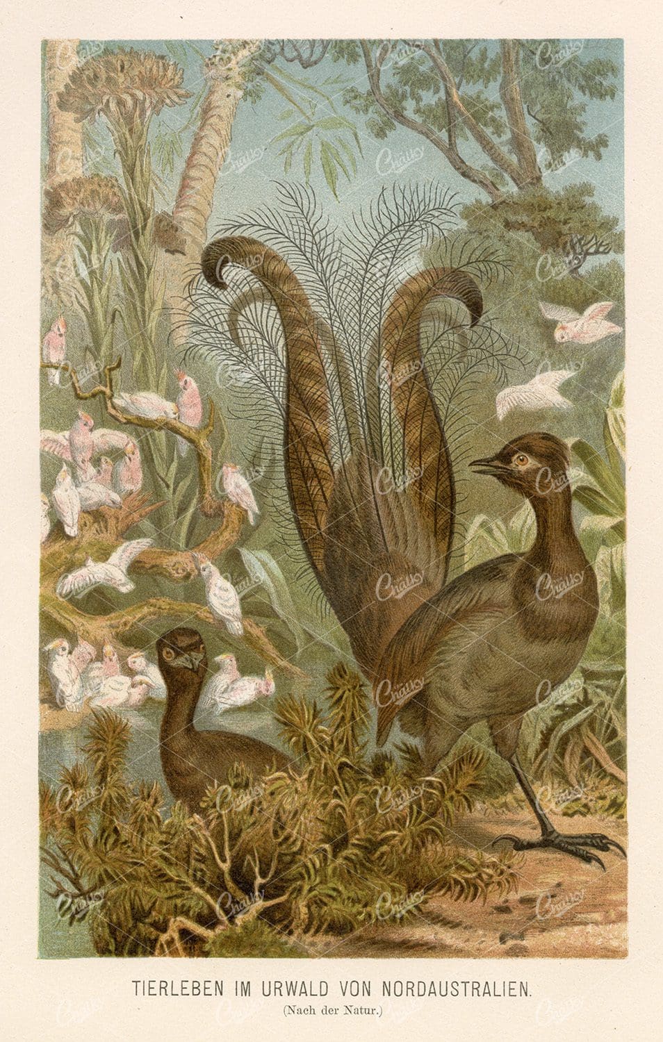 BEAUTIFUL  Vintage Coloured Print of Birds in the Jungle of Northern Australia