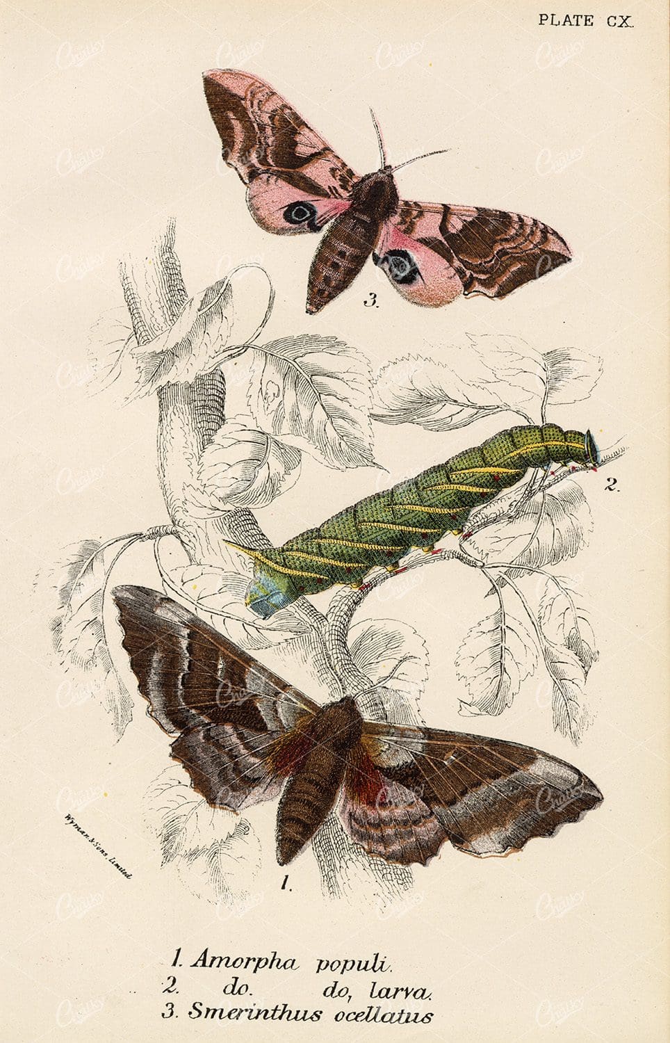 Lloyd's Natural History 1896 - Antique Coloured Moths Print