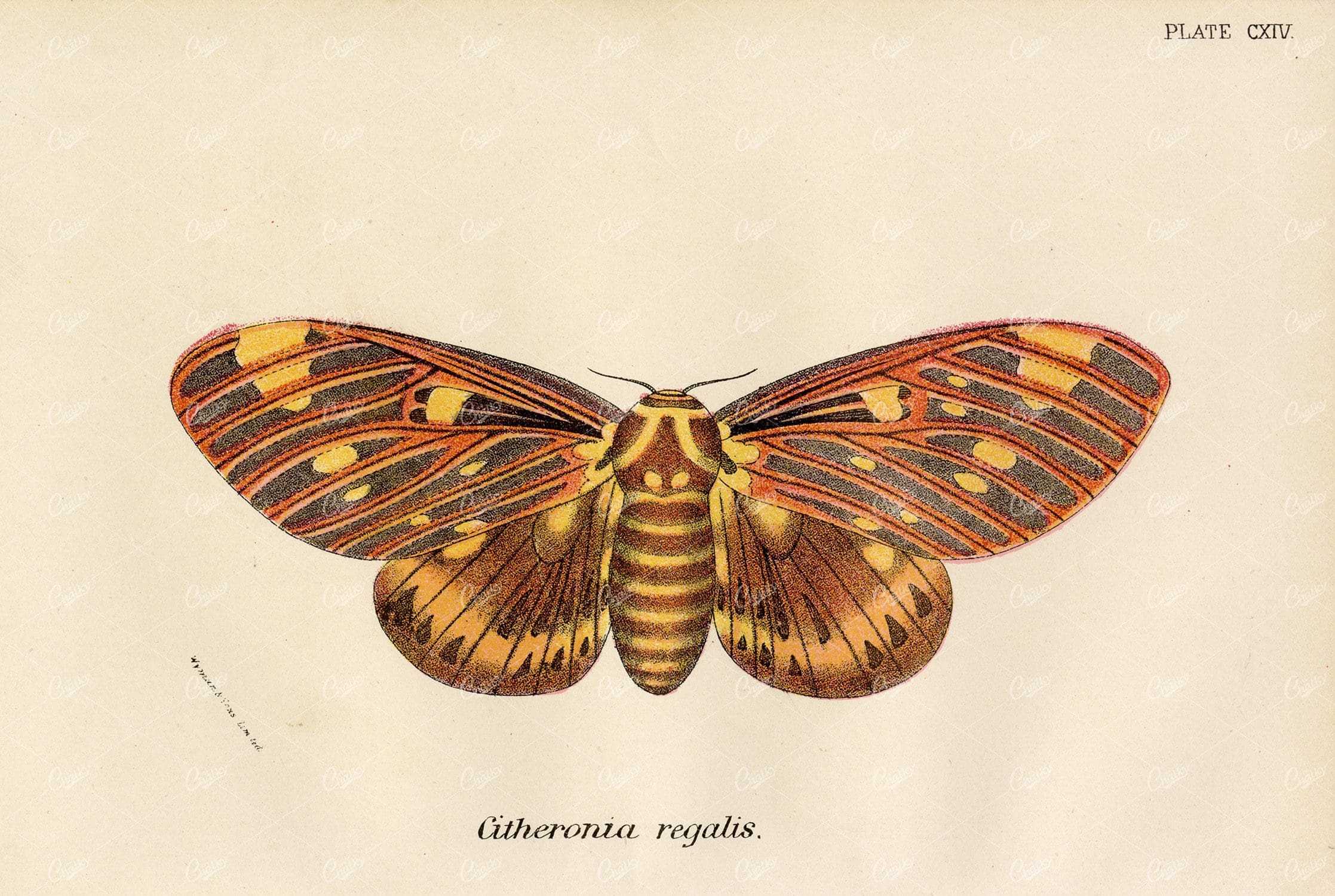 Vintage Coloured Print of the Regal or Royal Walnut Moth - 1896