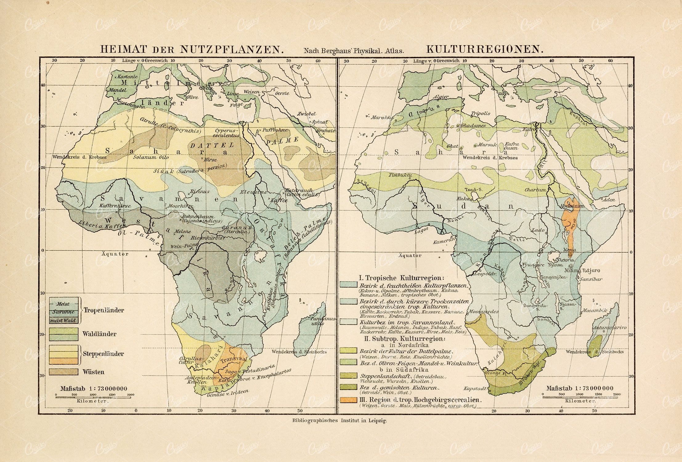VINTAGE 1877 Map - Crop And Cultivated Regions in Africa