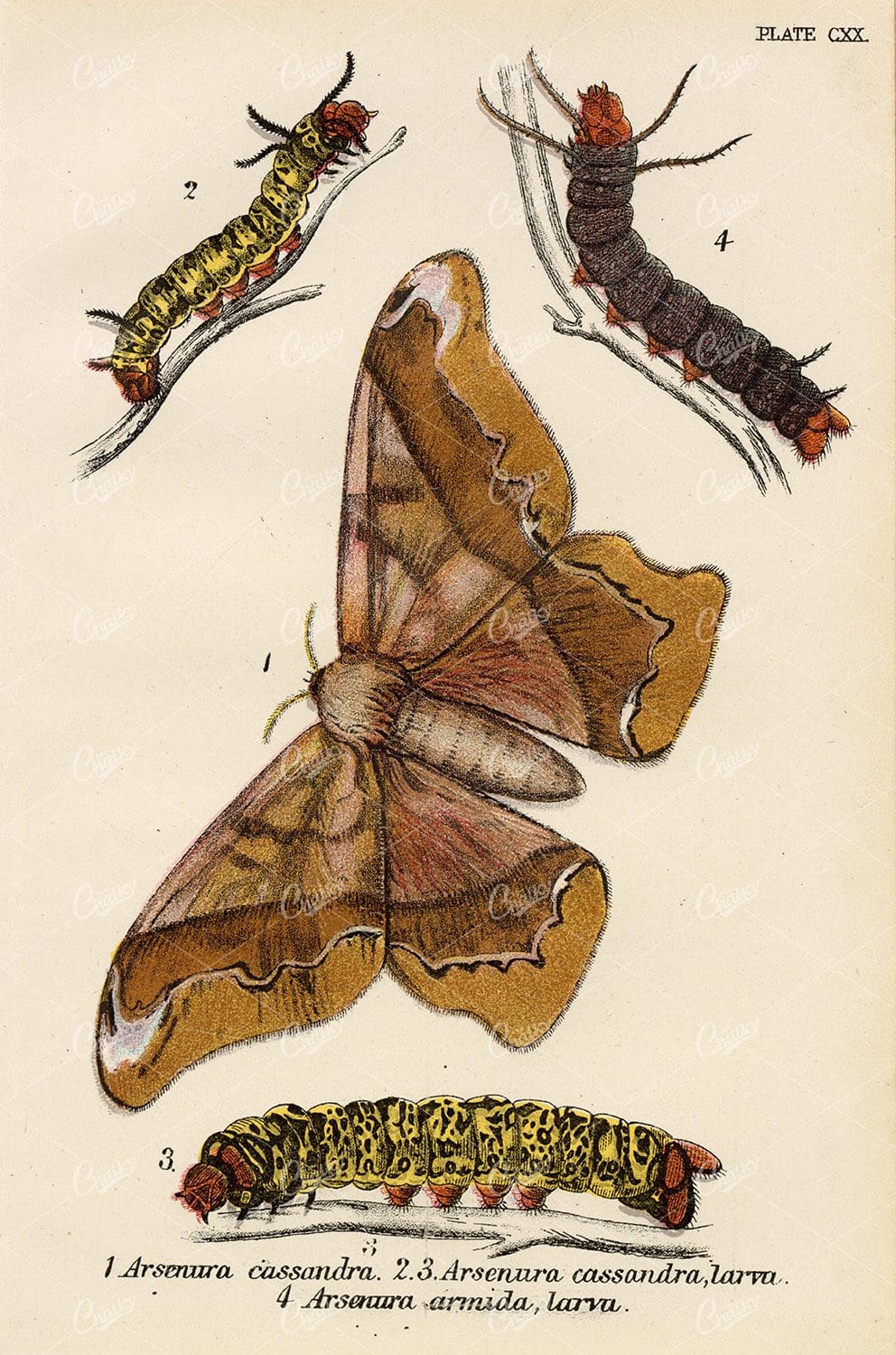Vintage Coloured Arsenura Moth and larva Print -1896