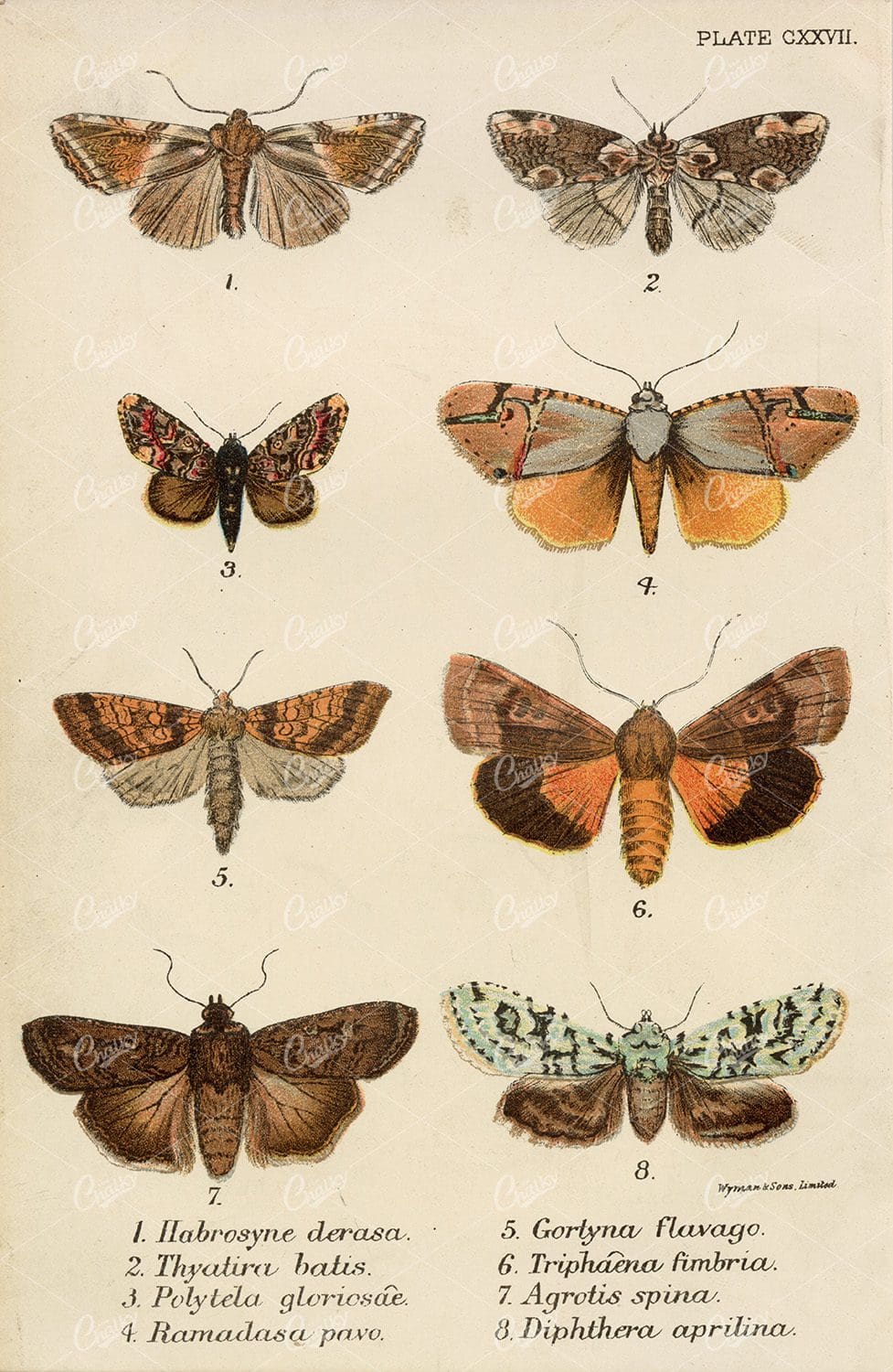Vintage Coloured Print Showing Various Species Of Moths - 1896